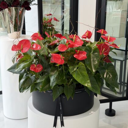 Anthurium in Red