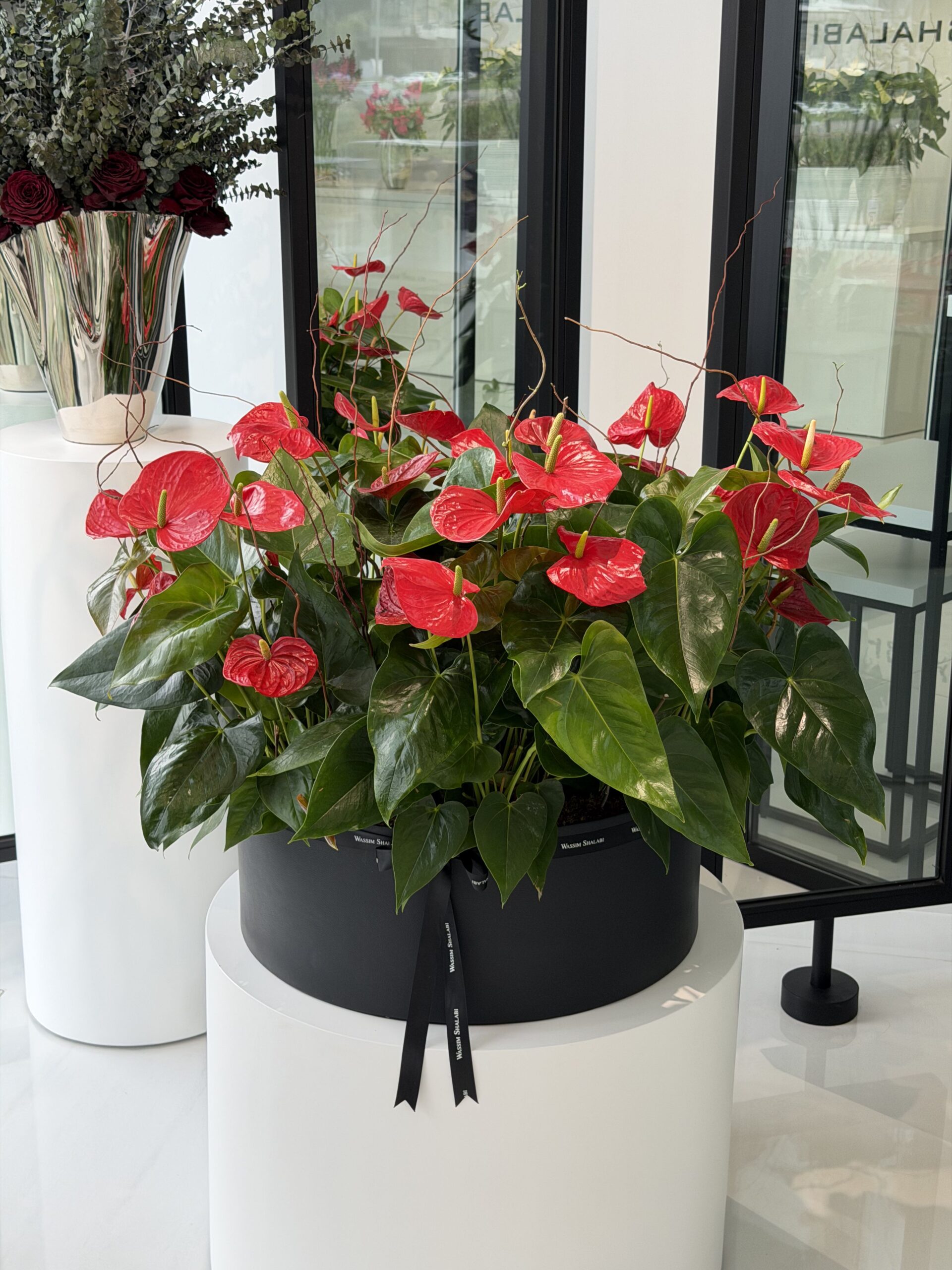 Anthurium in Red