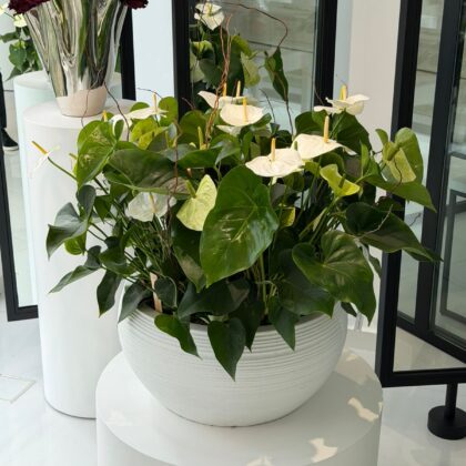 Anthurium in White