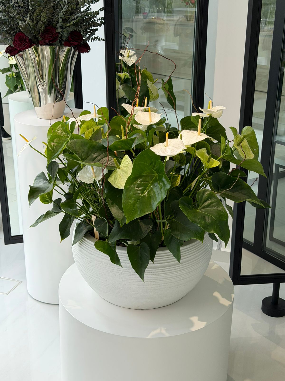 Anthurium in White