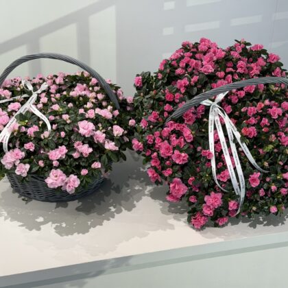 Azalea basket